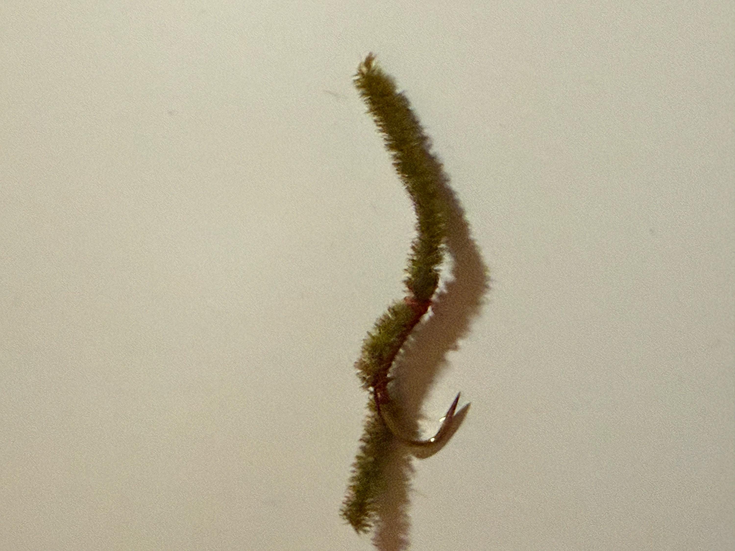 10 IN STOCK~ EJ’s Line Worm